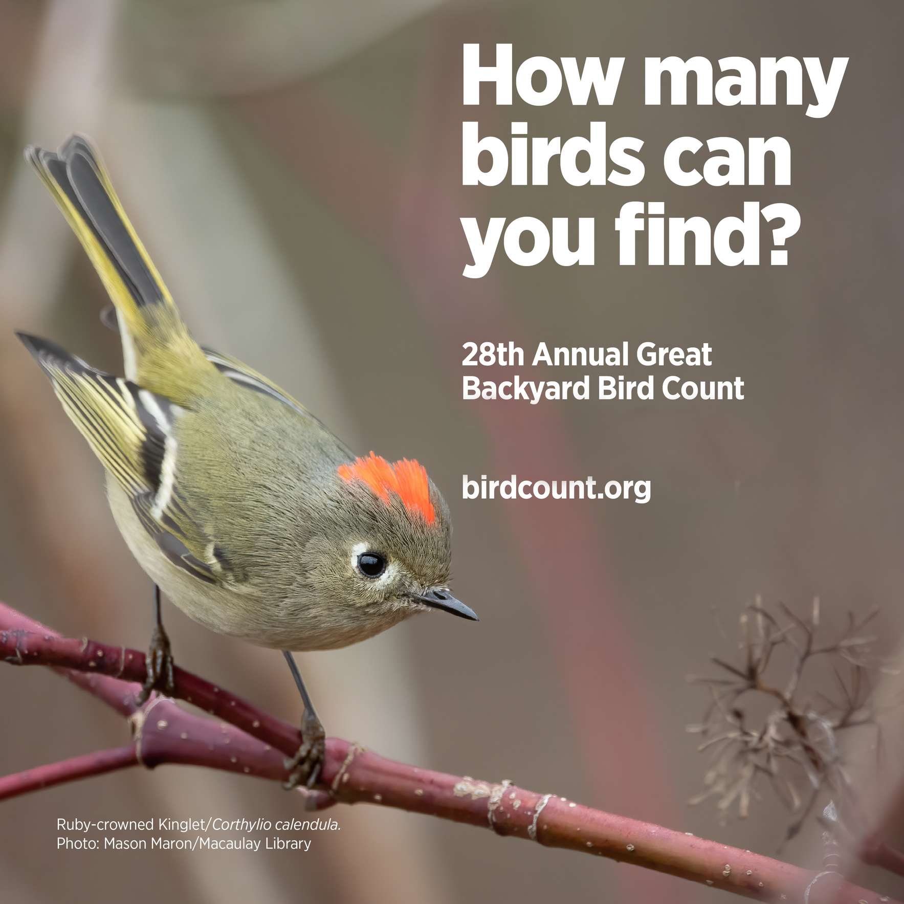 The 2025 Great Backyard Bird Count - Saturday image