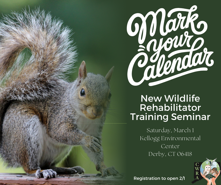 CT Wildlife Rehabilitator Training Seminar - March 2025 image