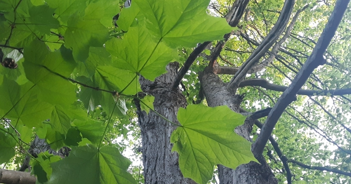Allegheny Land Trust - Lunch & Learn: Tree Census Volunteer Training