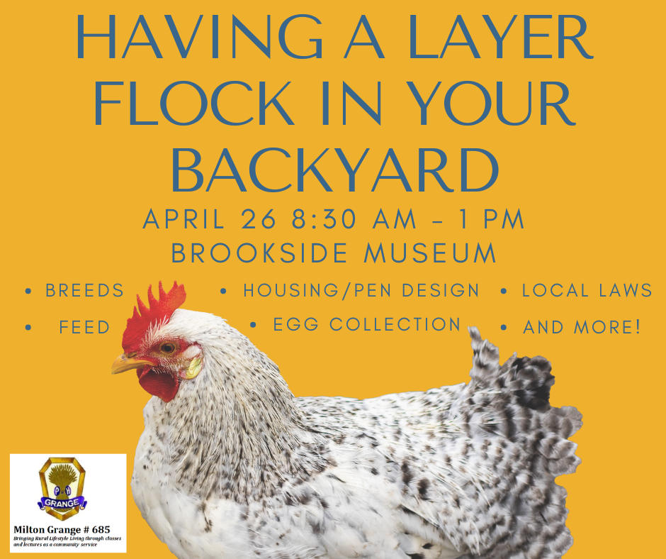 Having a Layer Flock in Your Backyard image