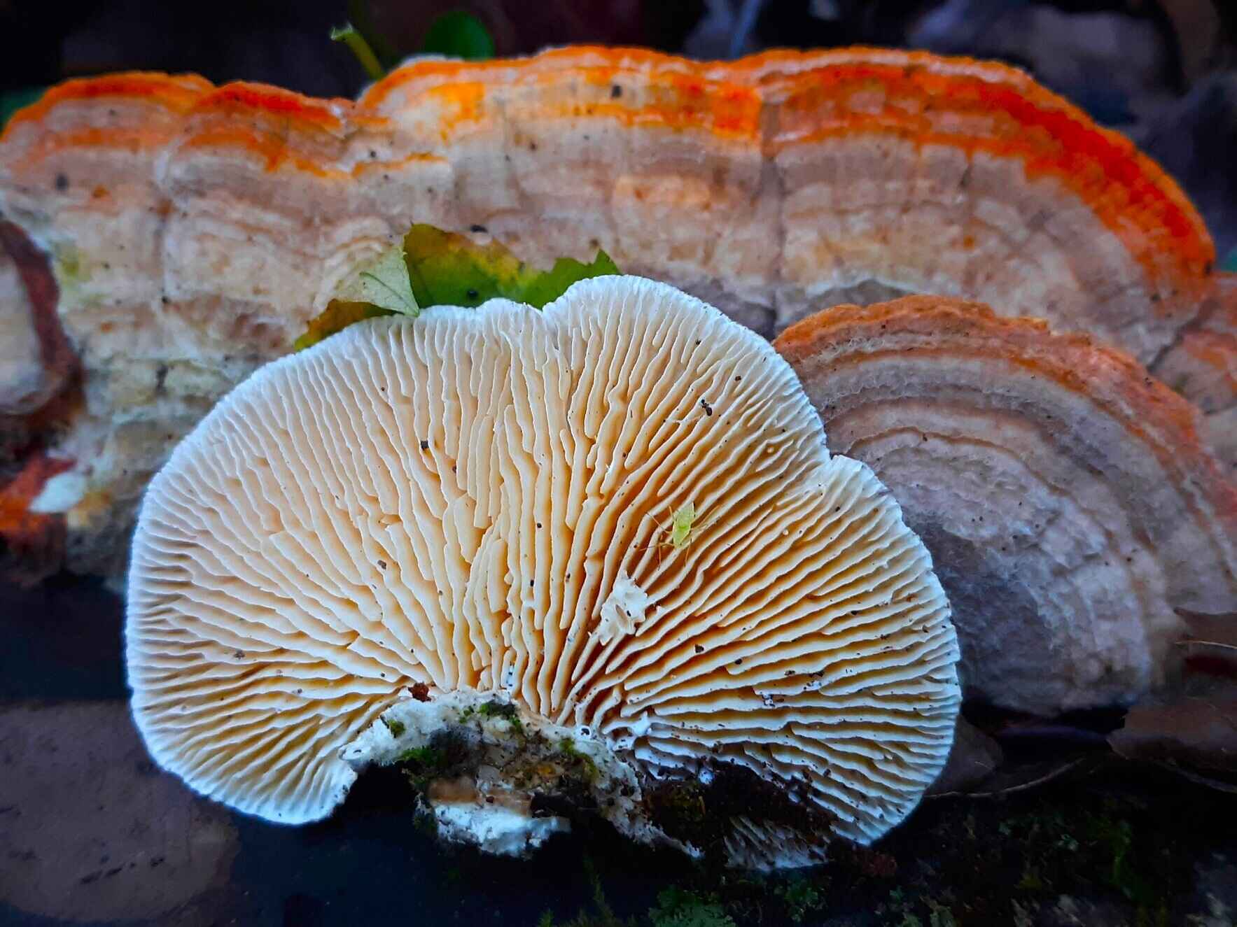  The Big Mushroom Hike image