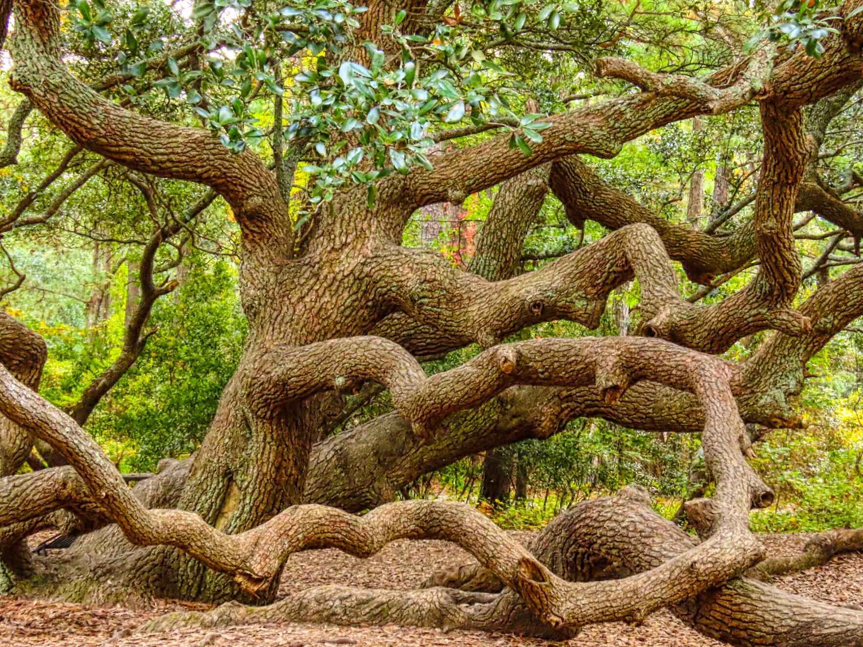 Old Growth Treasures - Notable Tree Program & Tree Care image