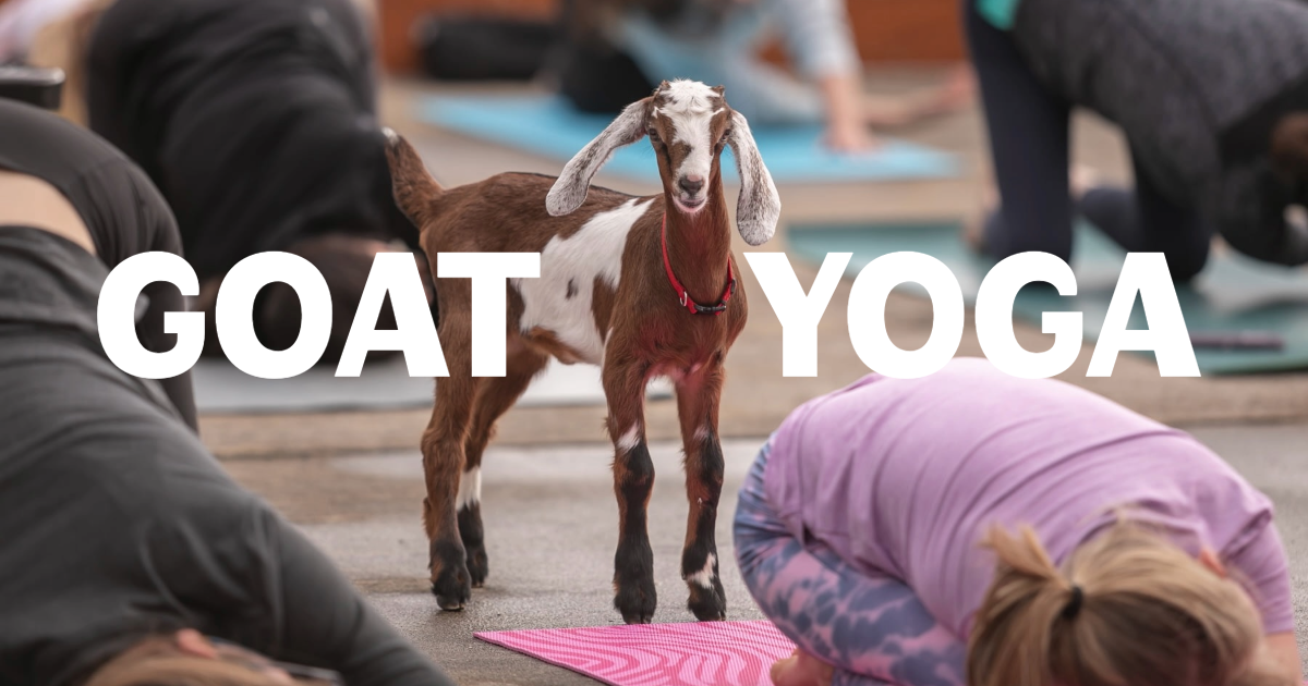 Goat Yoga image