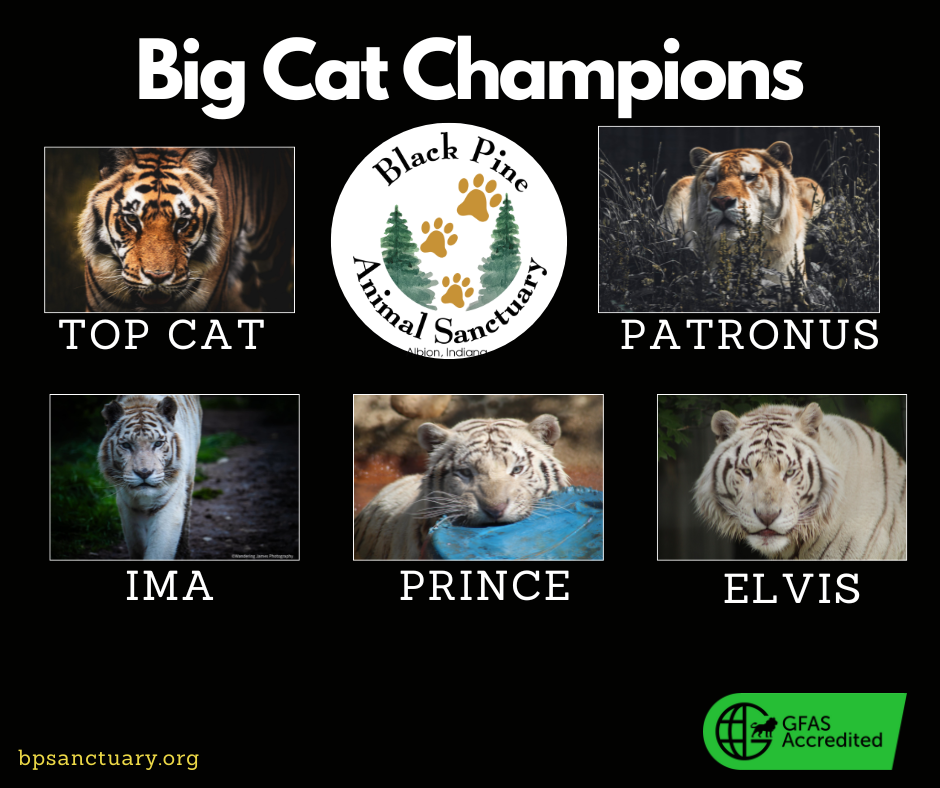 Big Cat Champions image