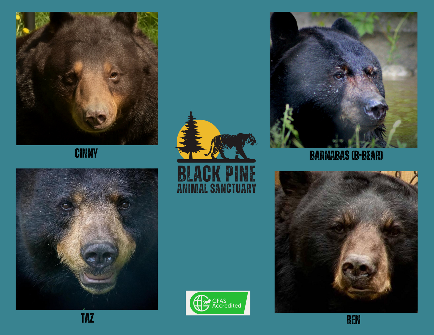 Bear Champions image
