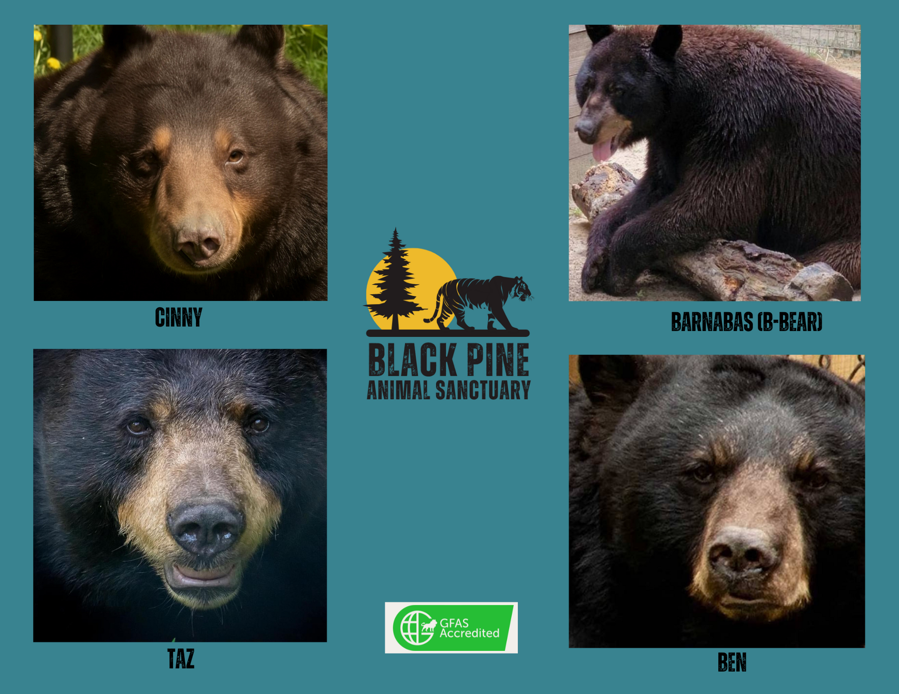 Bear Champions image