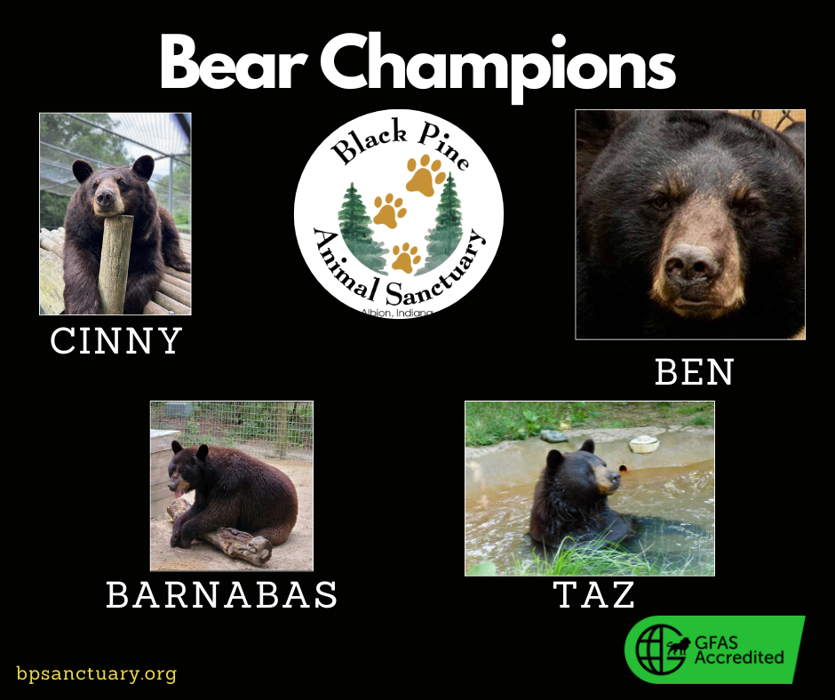 Bear Champions image