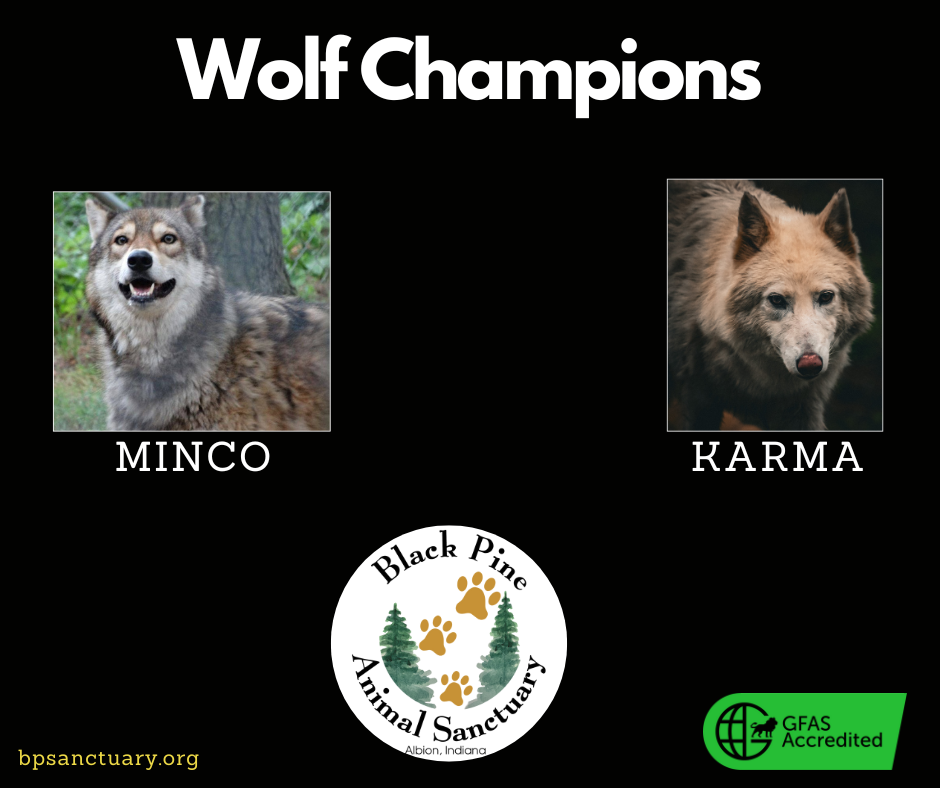 Wolf Champions image