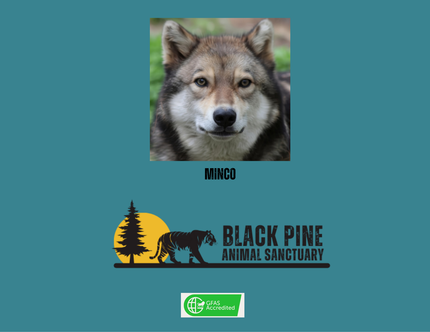 Wolf Champions image