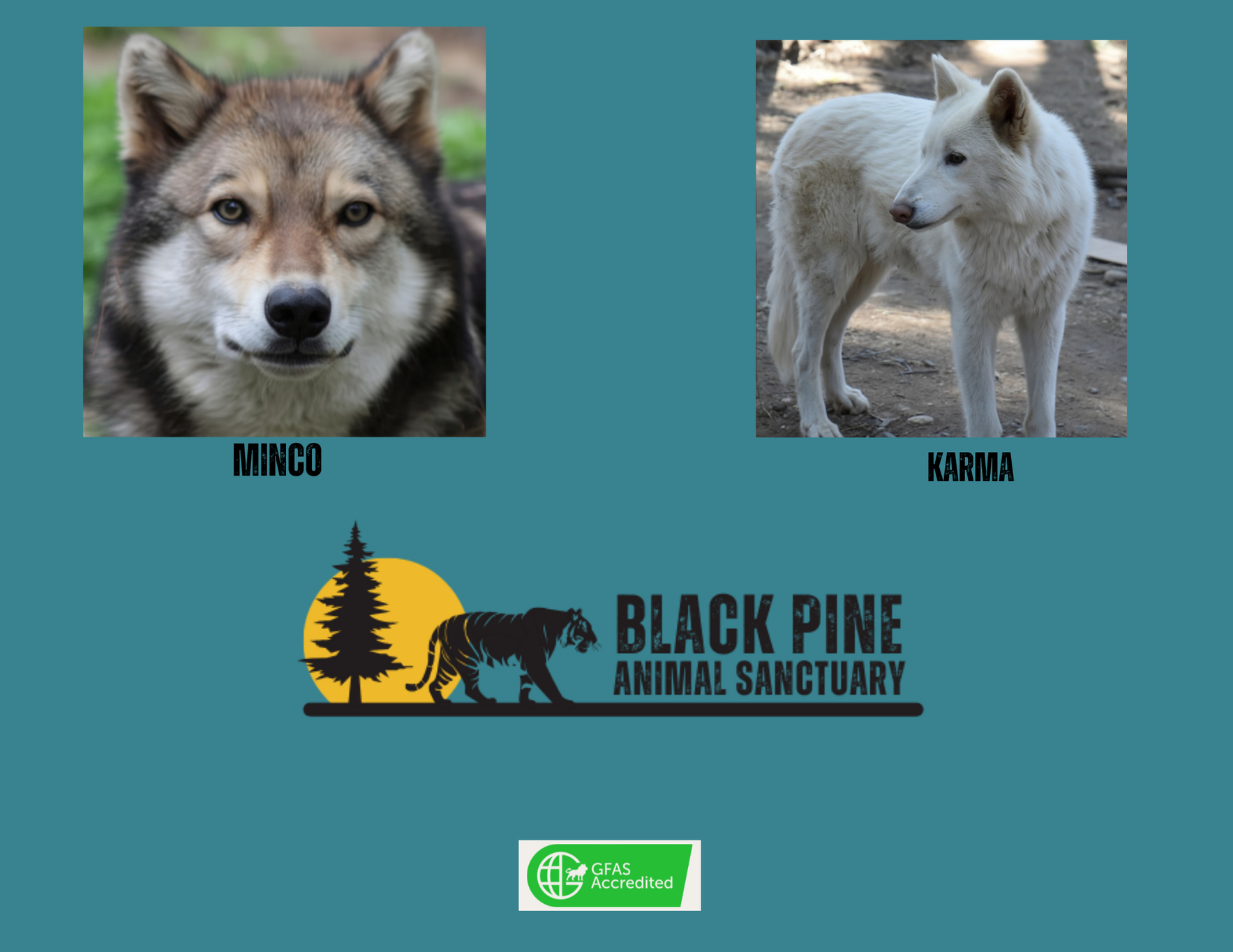 Wolf Champions image