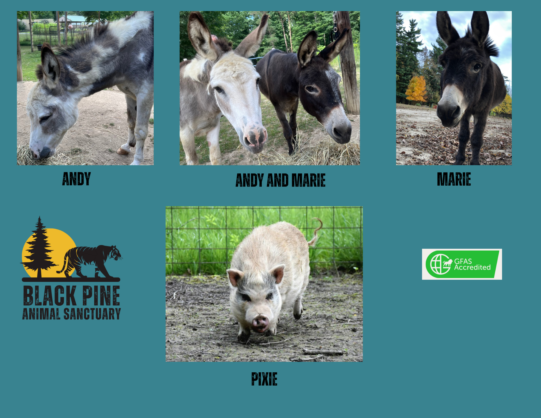 Field Animal Champions image