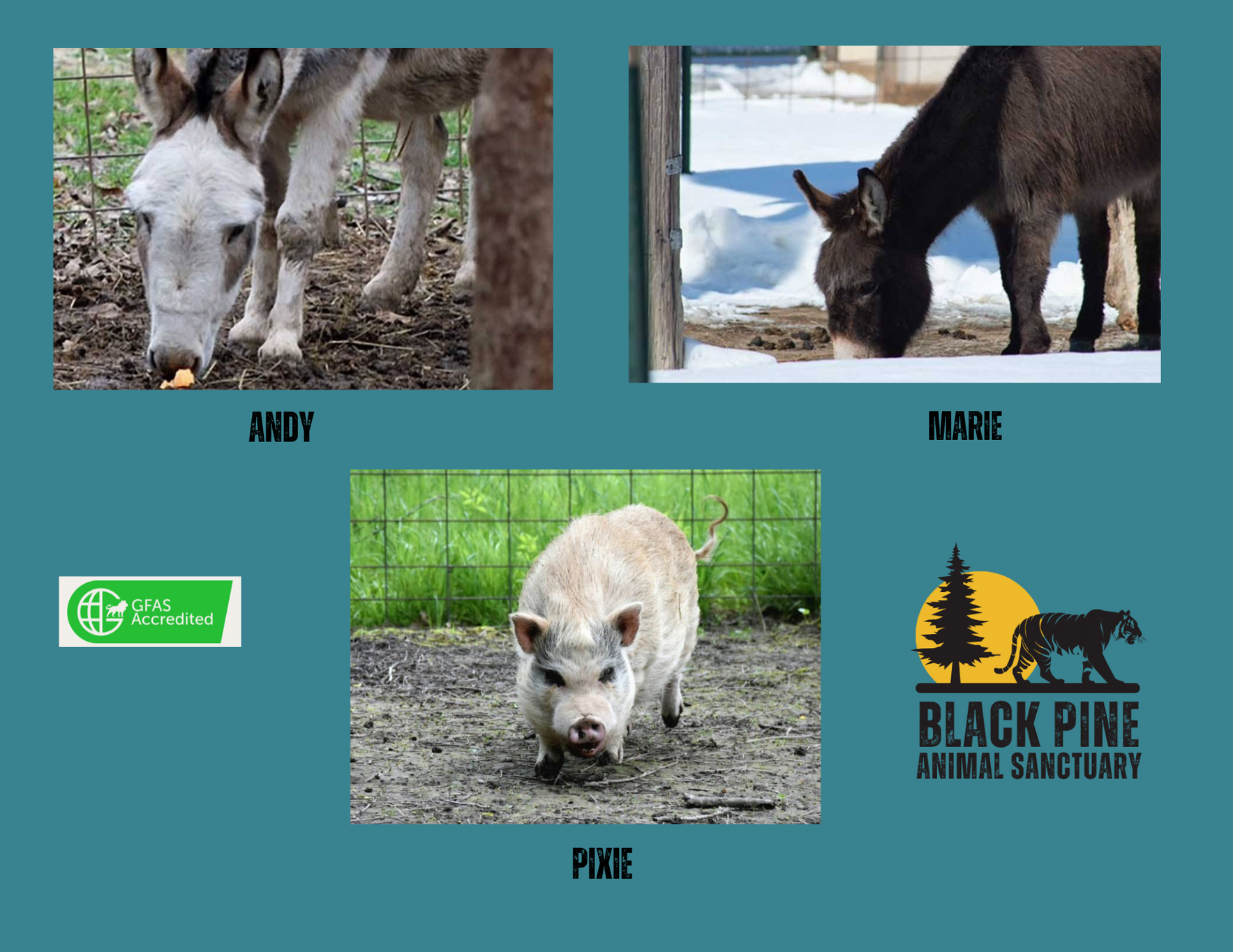 Field Animal Champions image