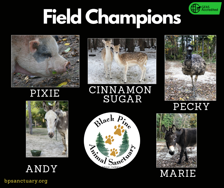 Field Animal Champions image