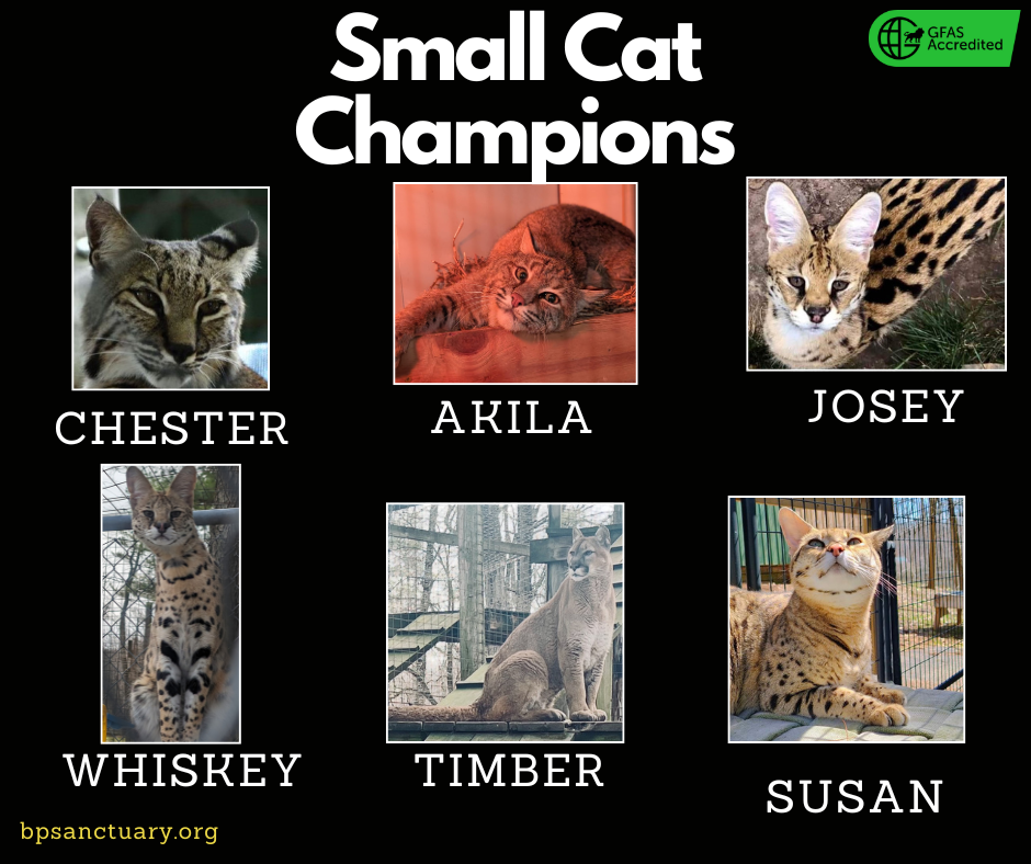 Small Cat Champions image