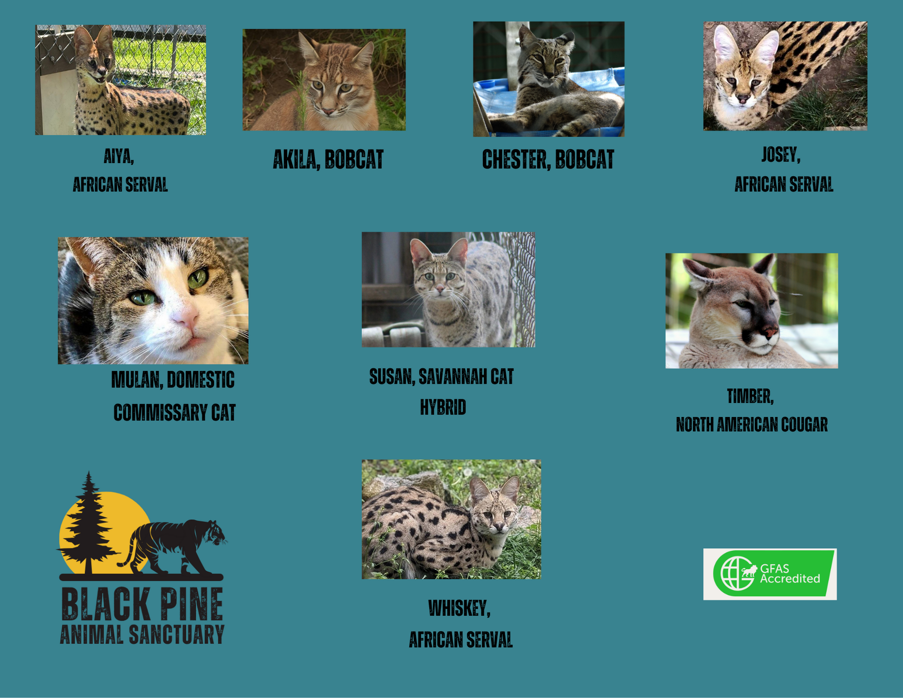 Small Cat Champions image