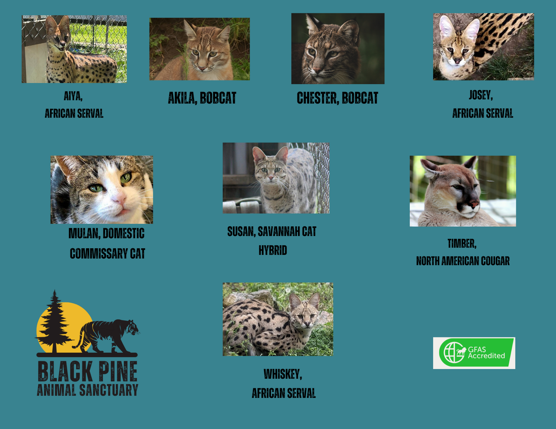 Small Cat Champions image