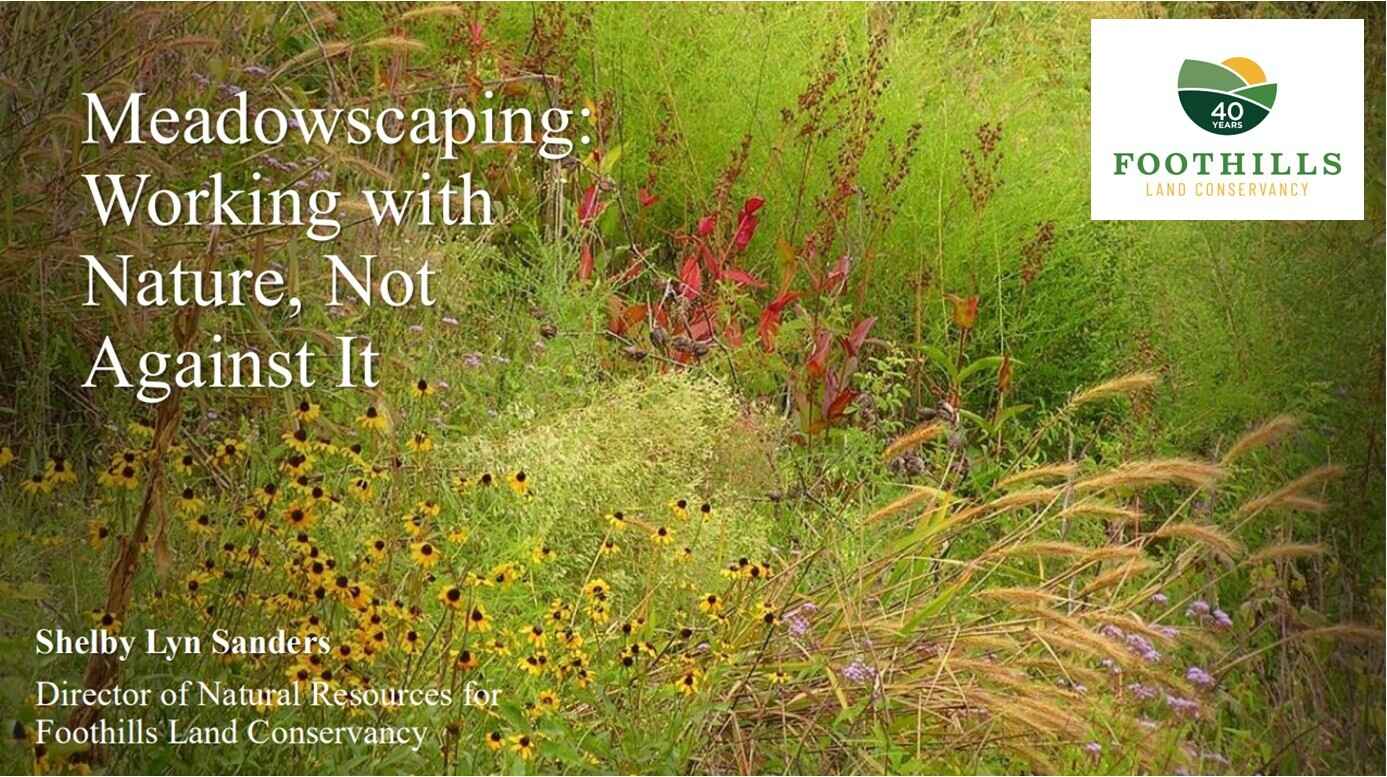 Meadowscaping: Working with Nature, Not Against It image