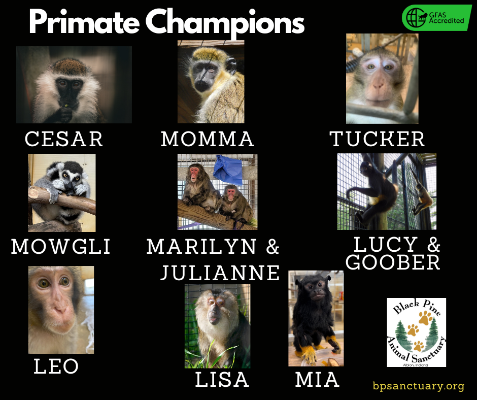 Primate Champions image