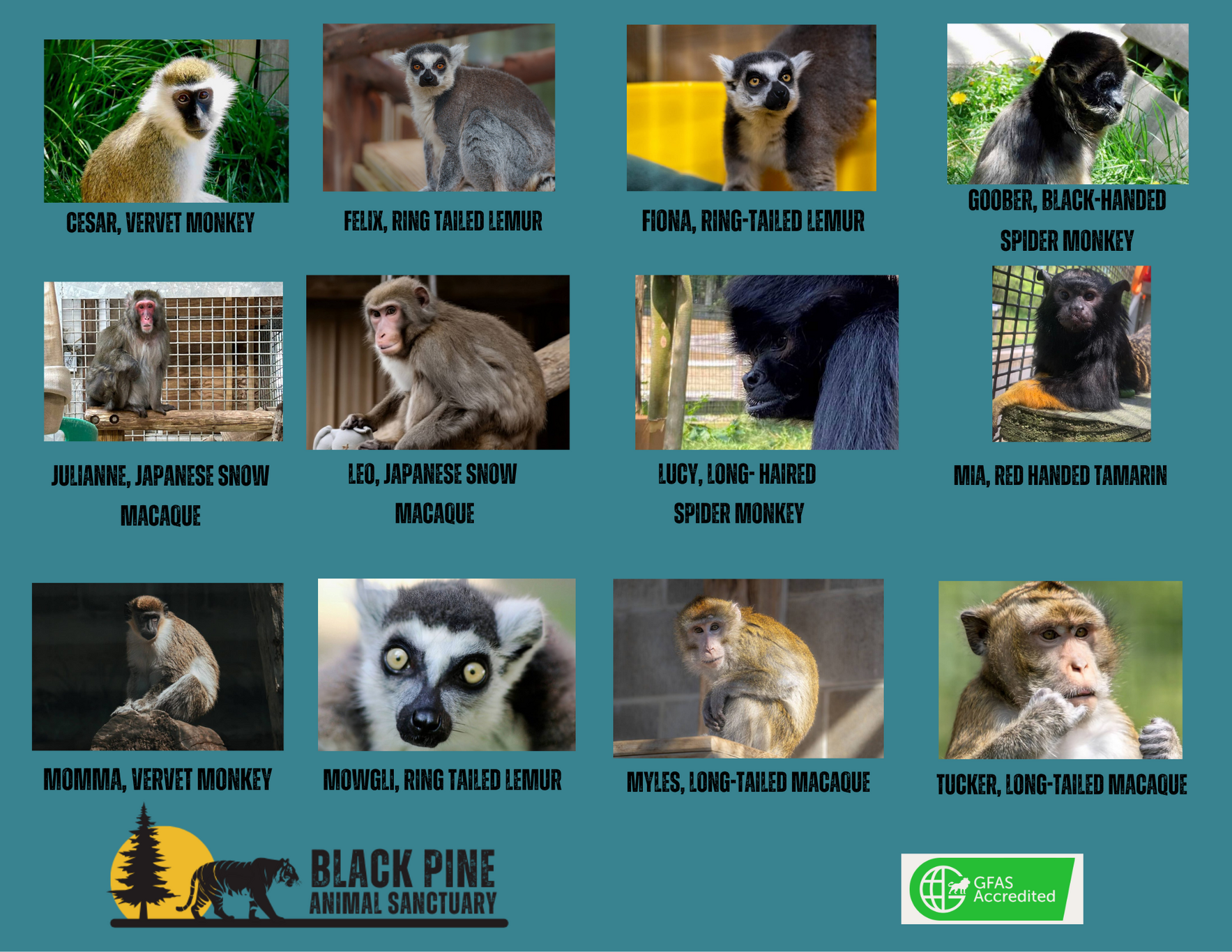 Primate Champions image