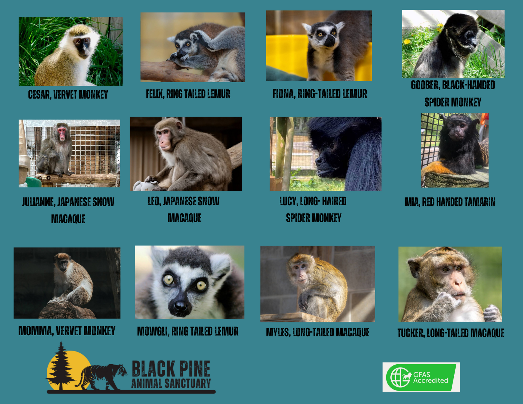 Primate Champions image