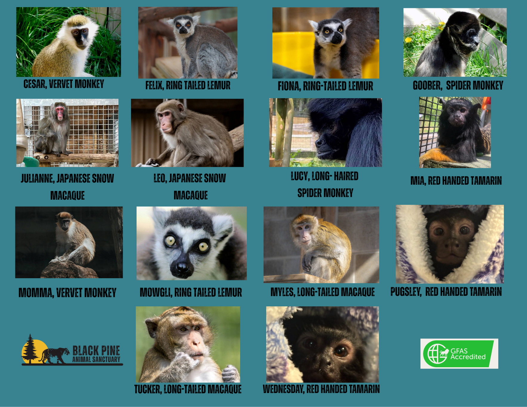 Primate Champions image
