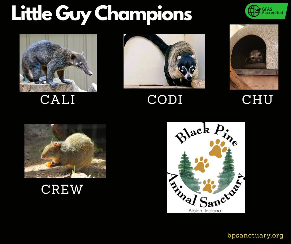Little Guy Champions image
