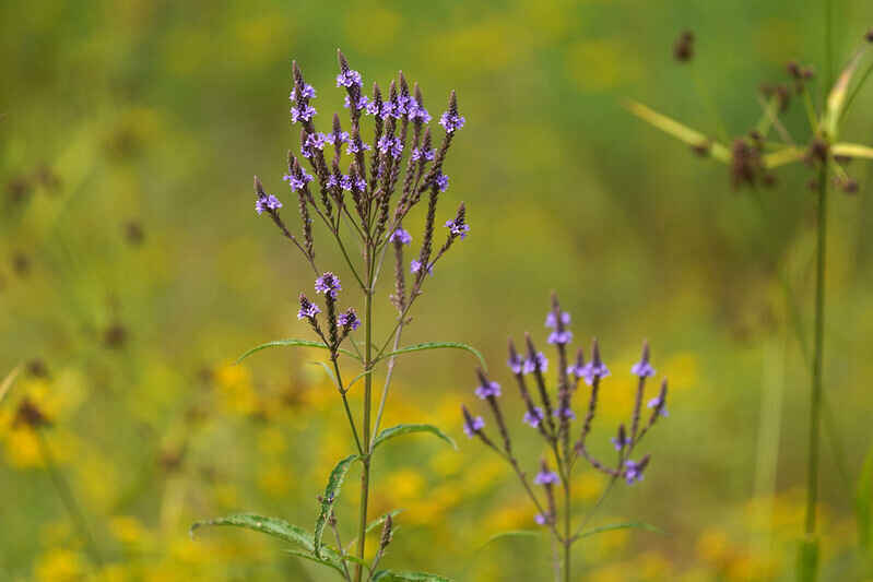 Native Plants 101 Webinar image