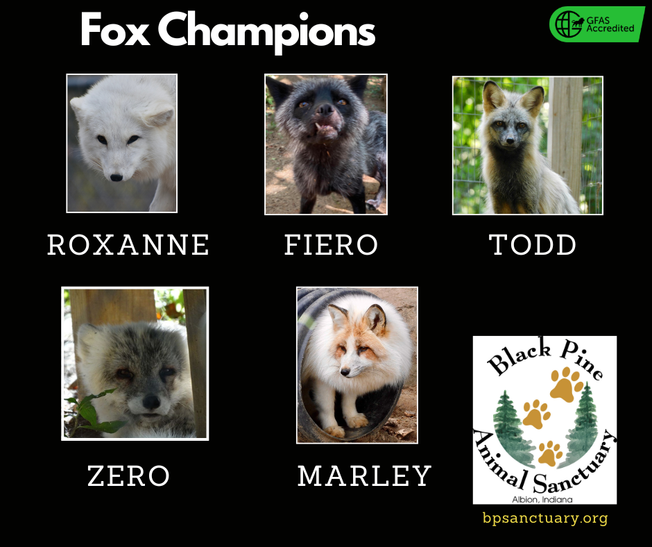 Fox Champions image