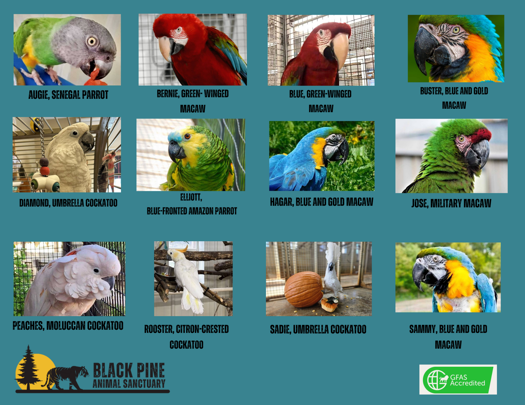 Bird Champions image