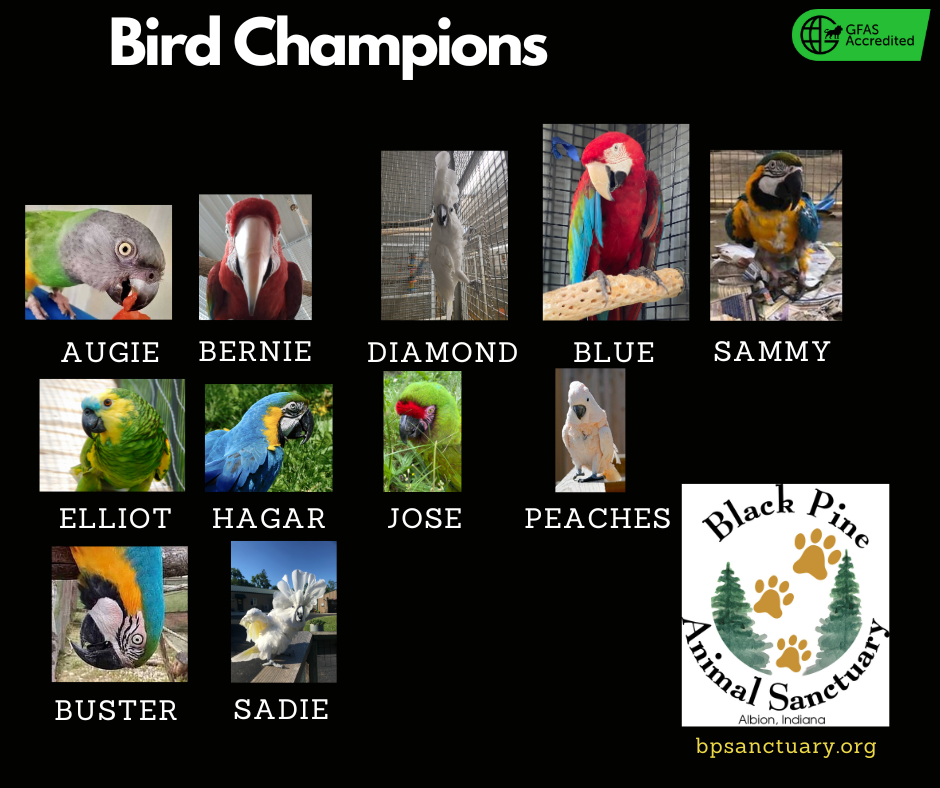Bird Champions image