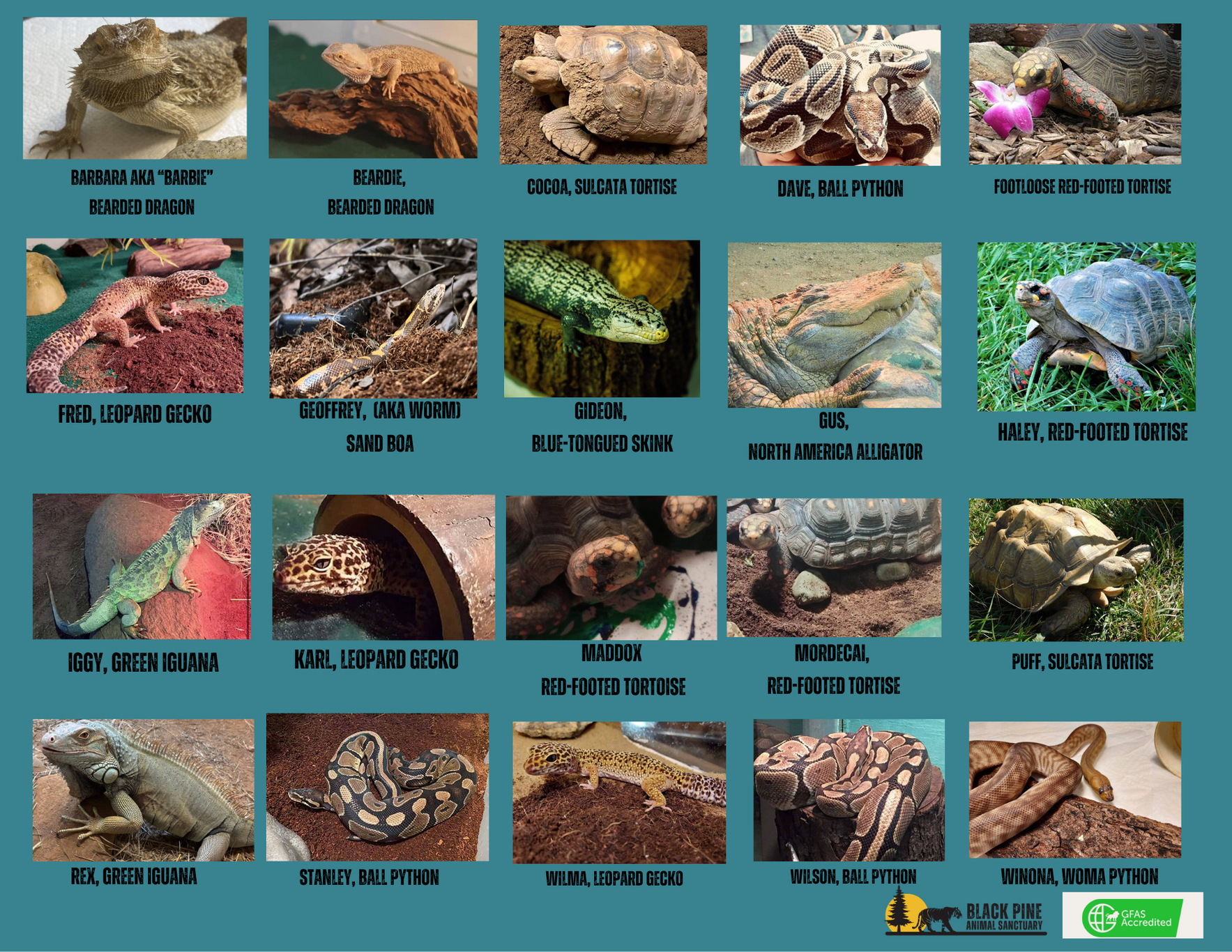 Reptile Champions image