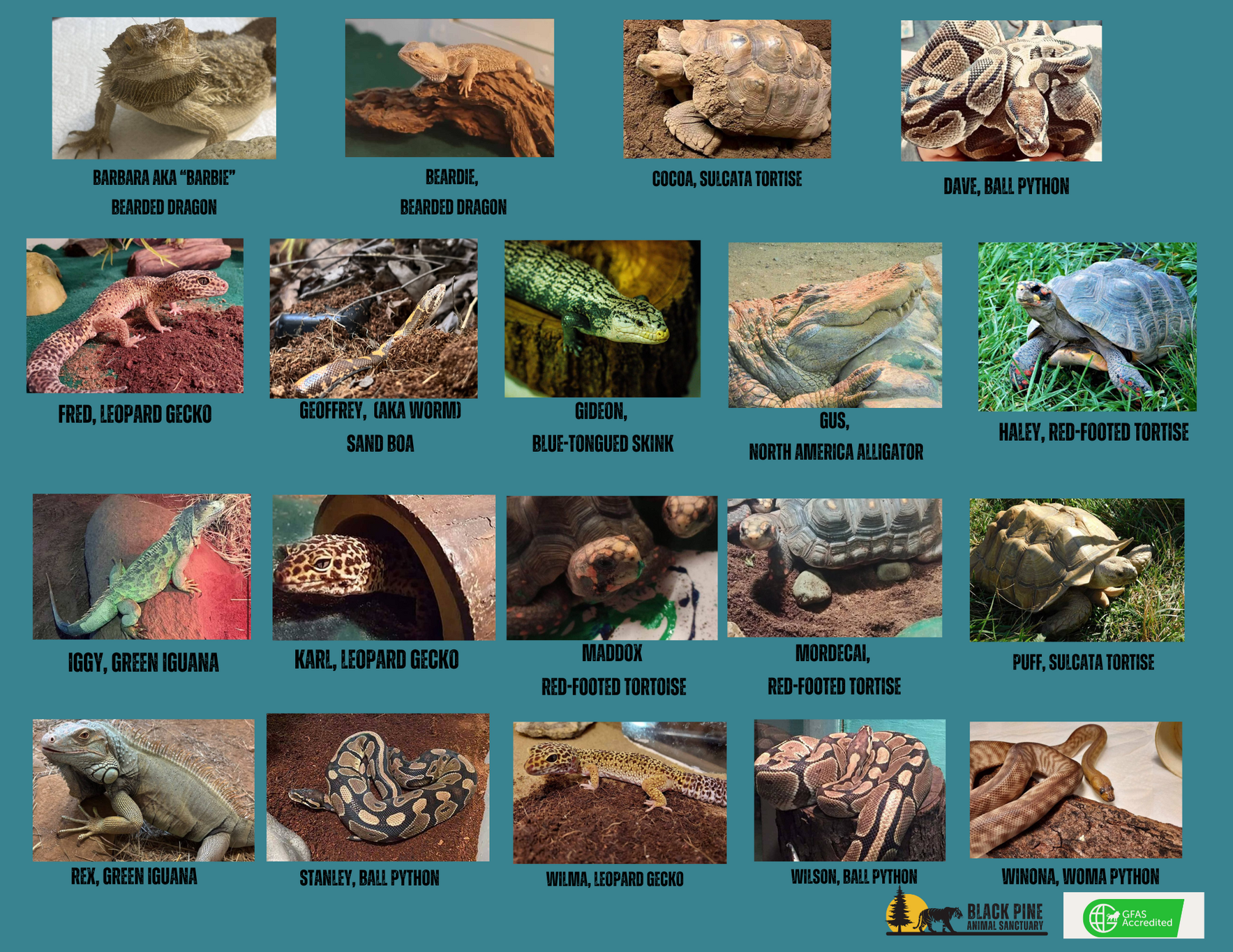 Reptile Champions image