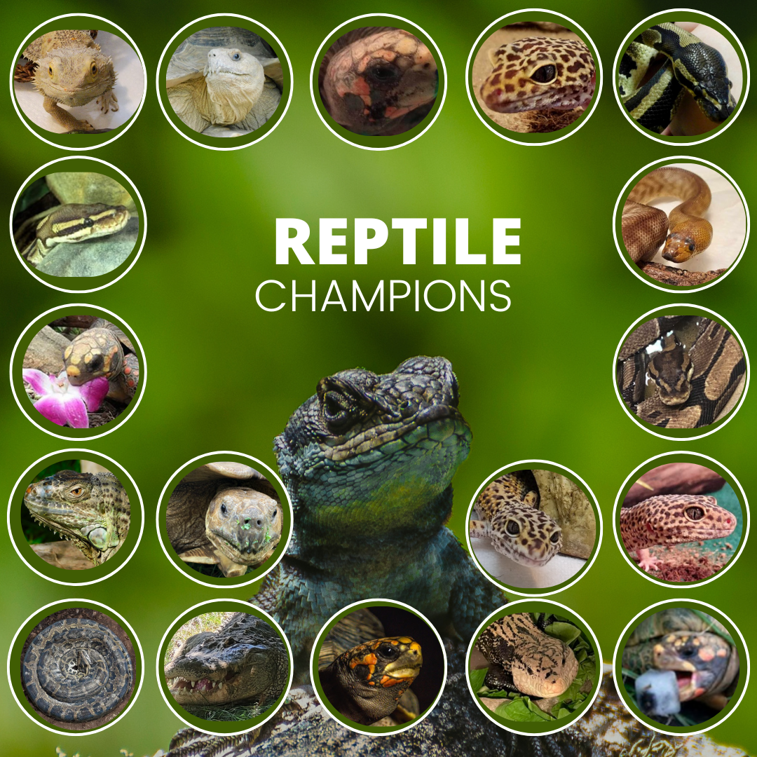Reptile Champions image
