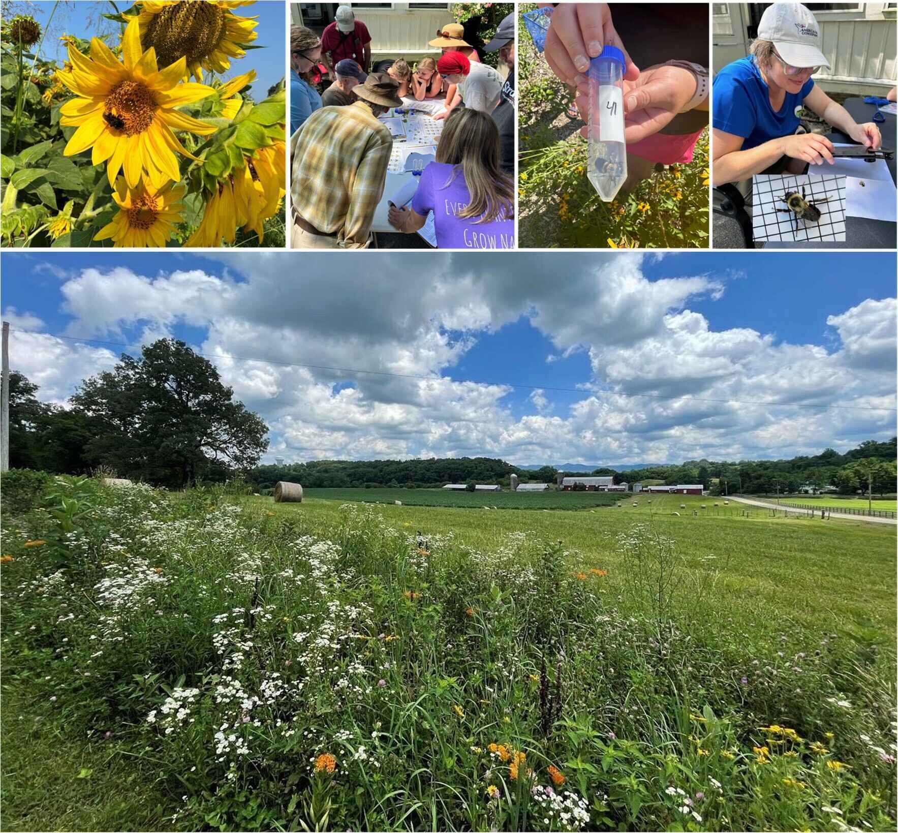 Join us for FLC's upcoming SE Atlas Bumble Bee Survey! image