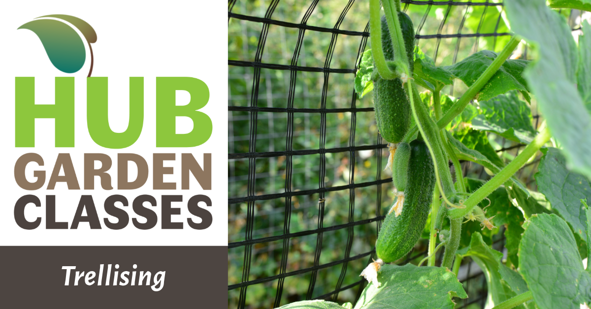 HUB Garden Class: Trellising image