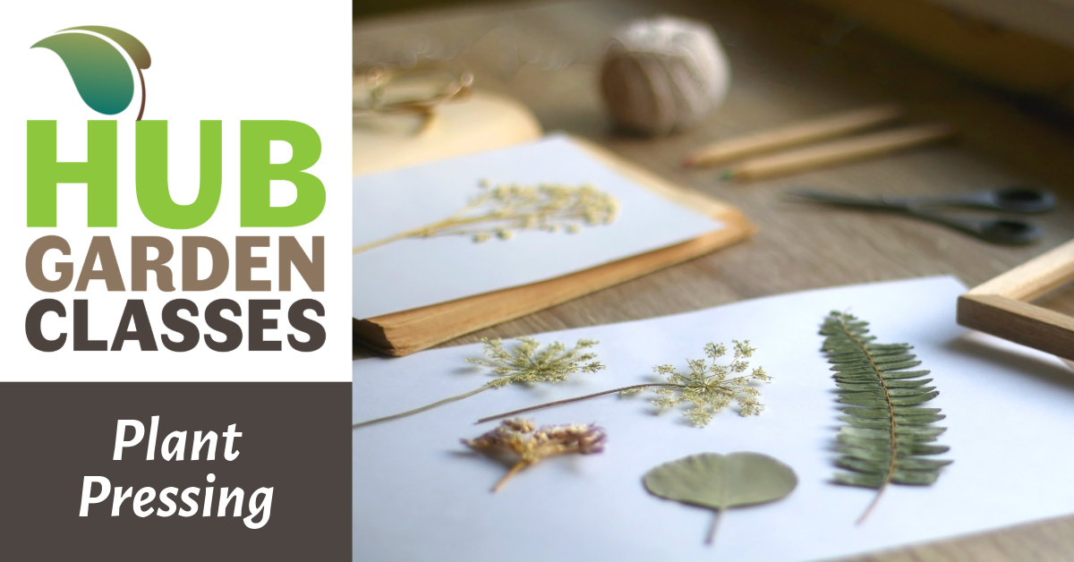 HUB Garden Class: Plant Pressing image