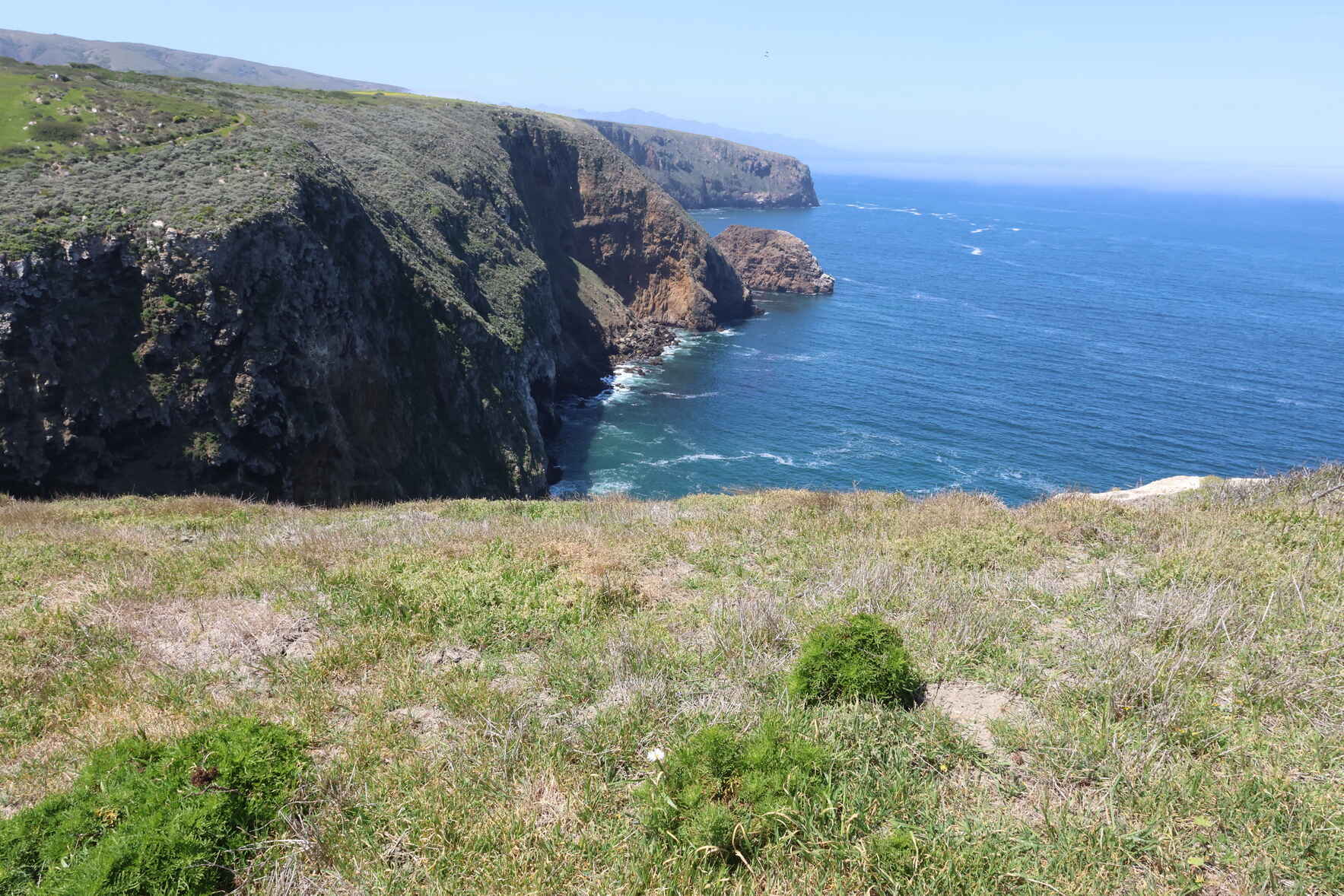 Volunteer at the Cavern Point Restoration Project on Santa Cruz Island! image