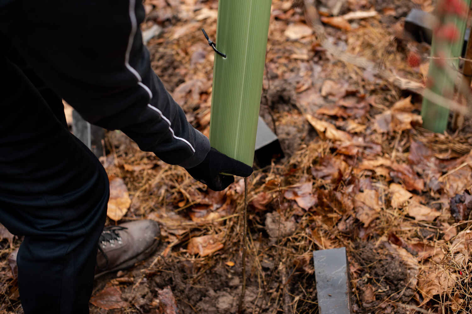 Tree Stewardship Program Training at Churchill Valley Greenway image