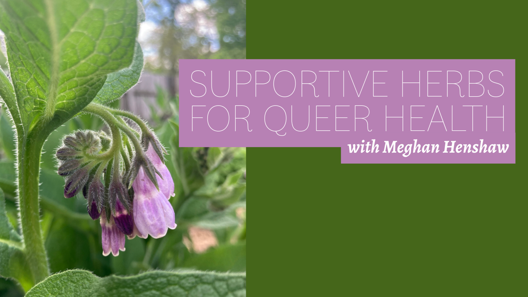 Supportive Herbs for Queer Health image