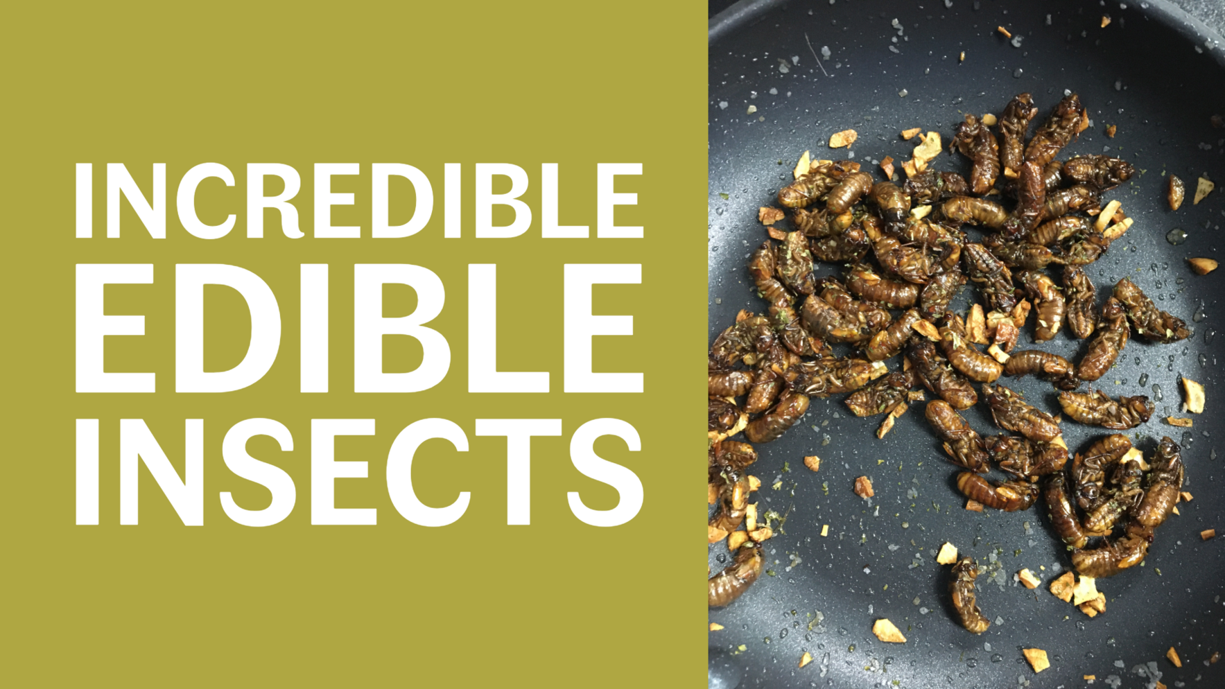 Incredible Edible Insects image
