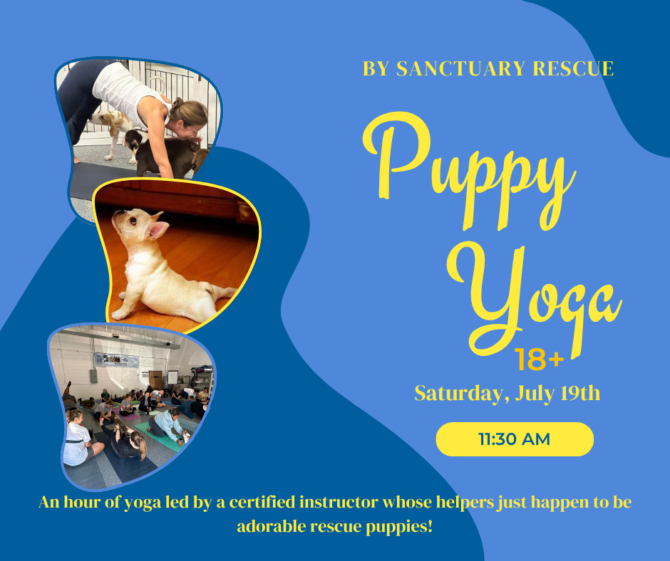Puppy Yoga image