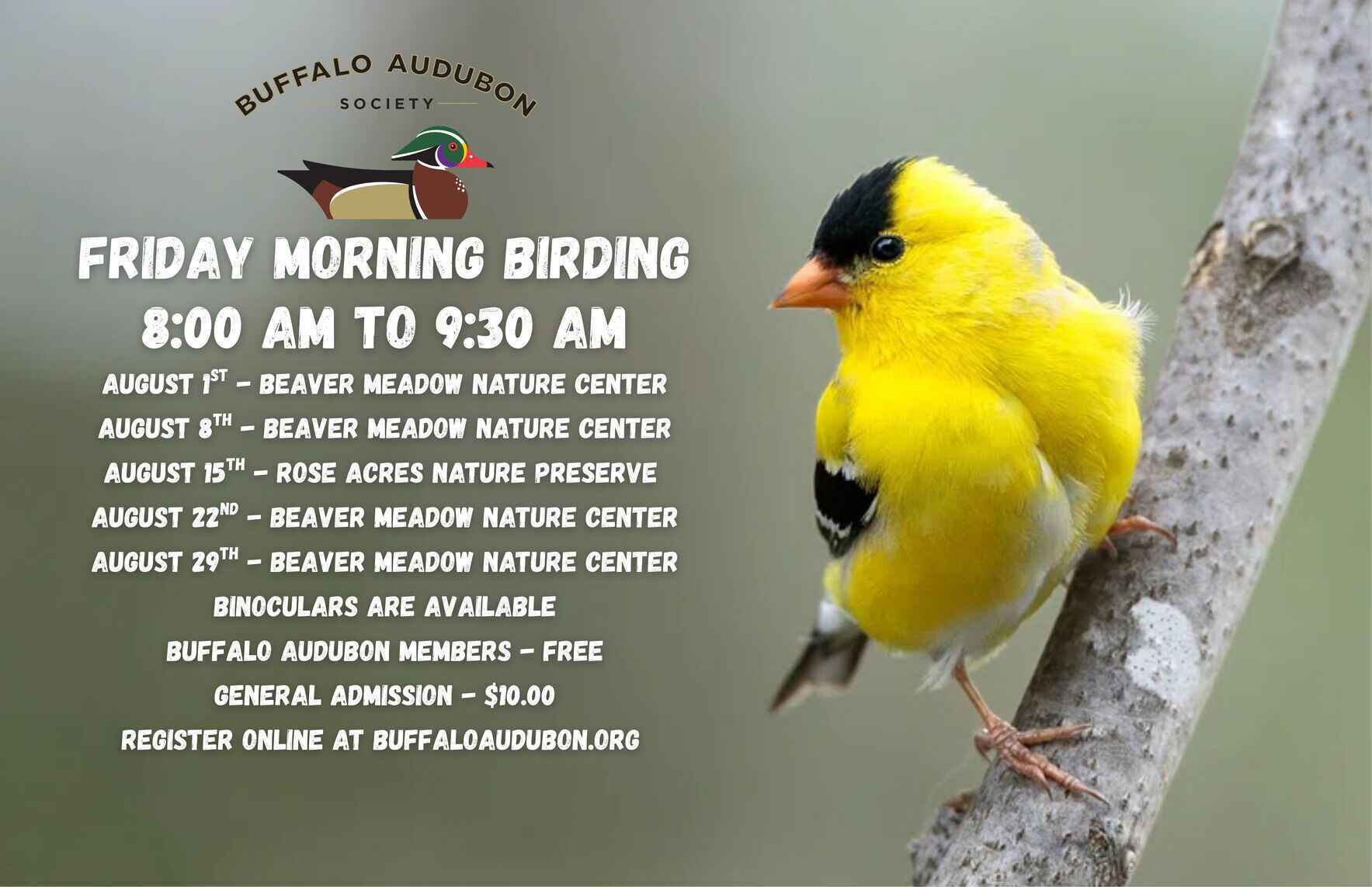 Friday Morning Birding - August 8th image