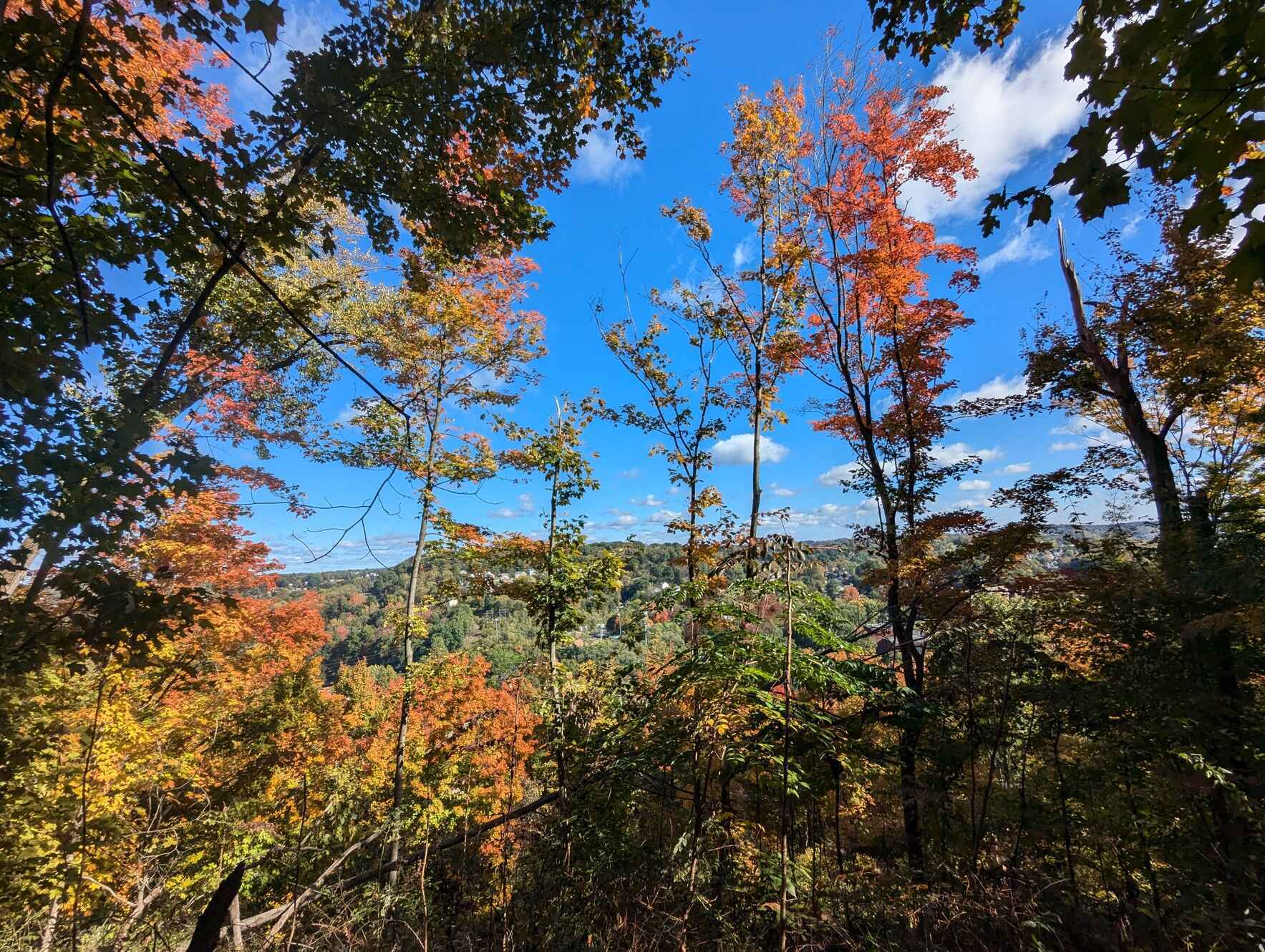 Girty's Woods Trail Blazing image