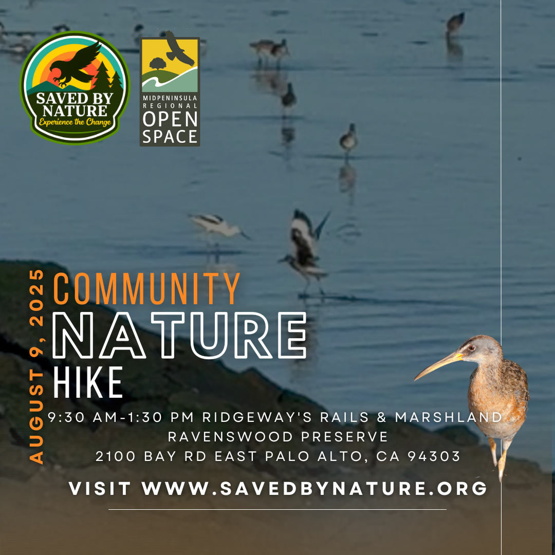 Ridgeway's Rails & Marshlands: Protecting Wetlands in a Warming World image