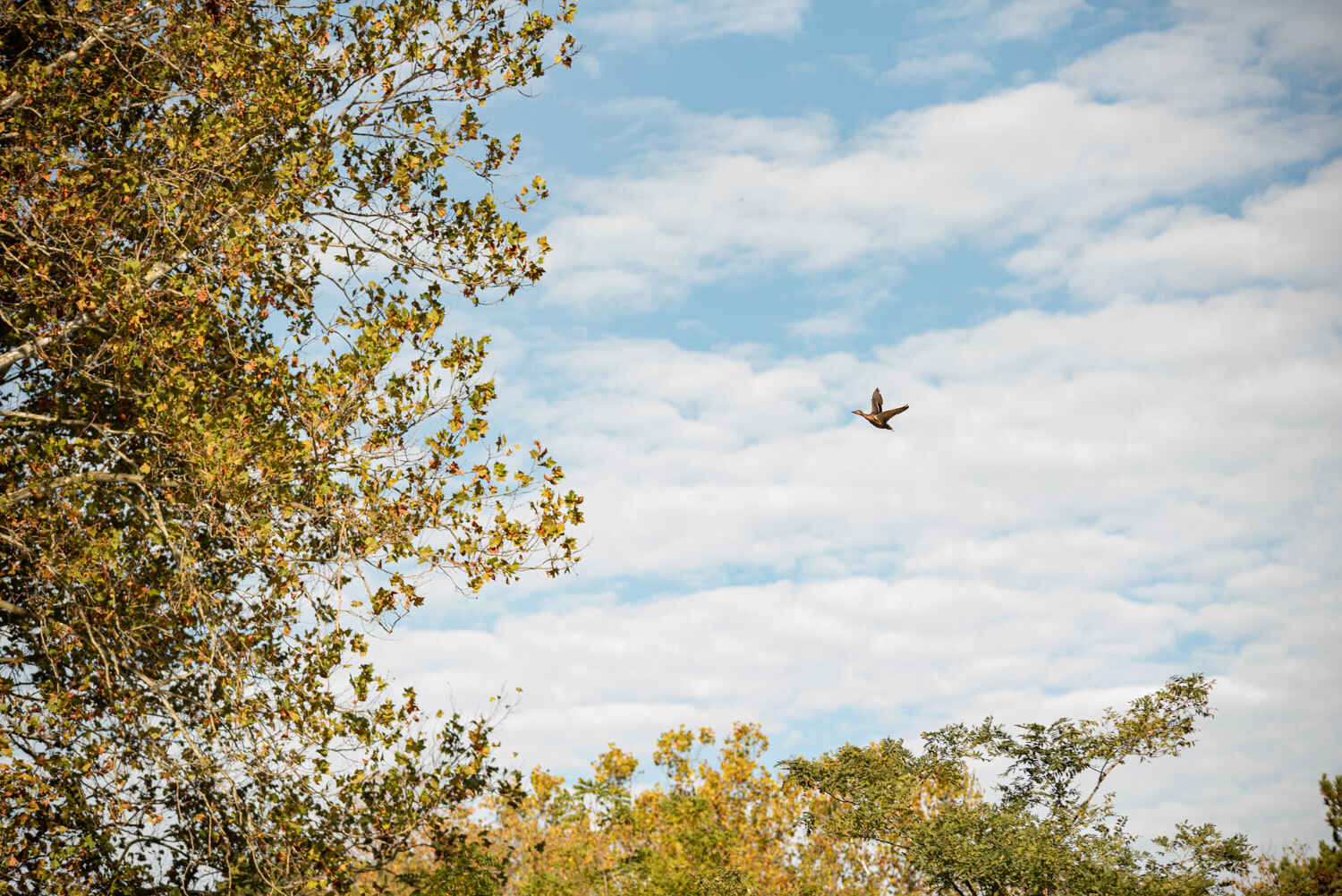 50+ Walking Series with AARP: Migratory Bird Count at Wingfield Pines image