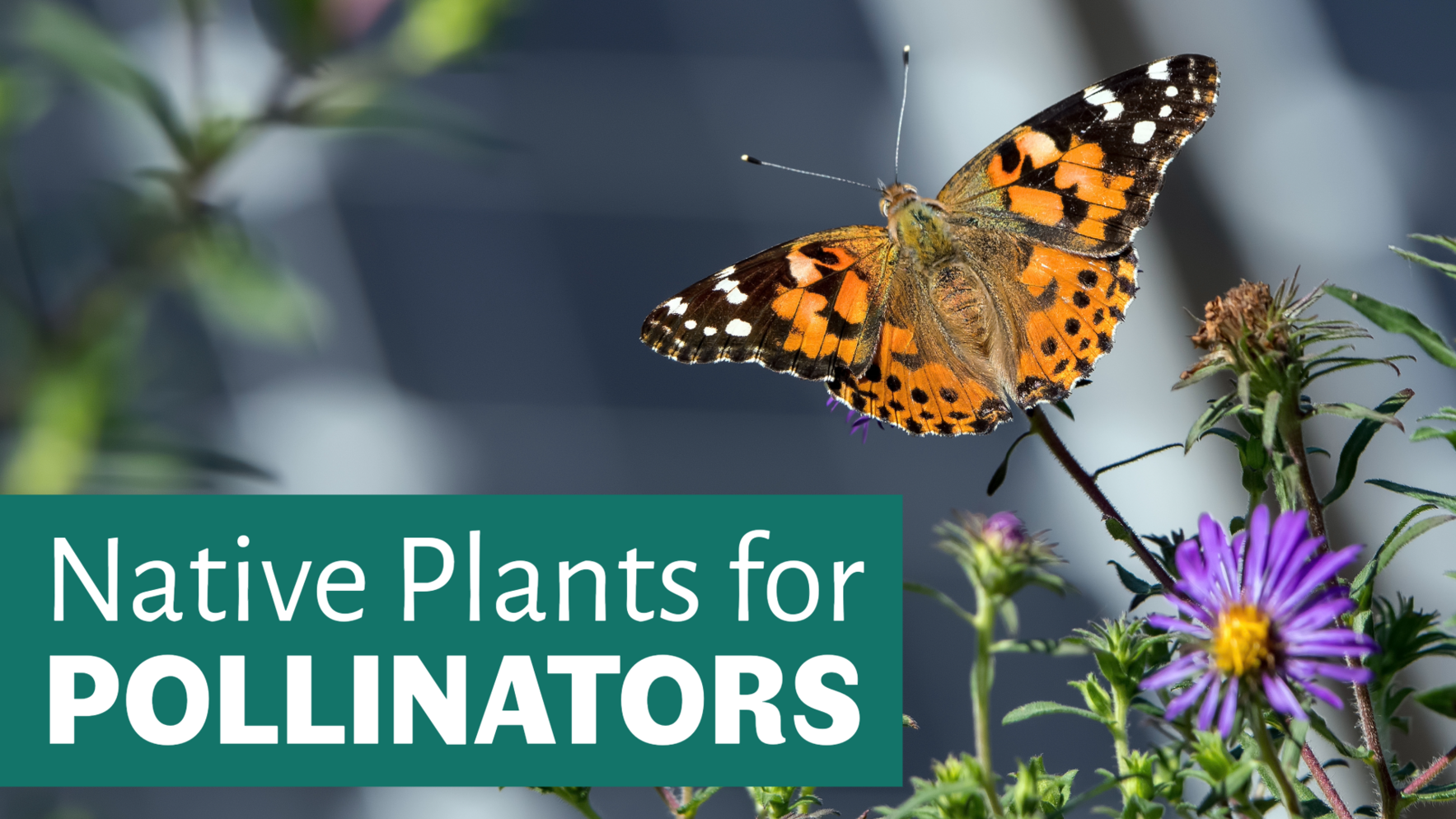 Native Plants for Pollinators image