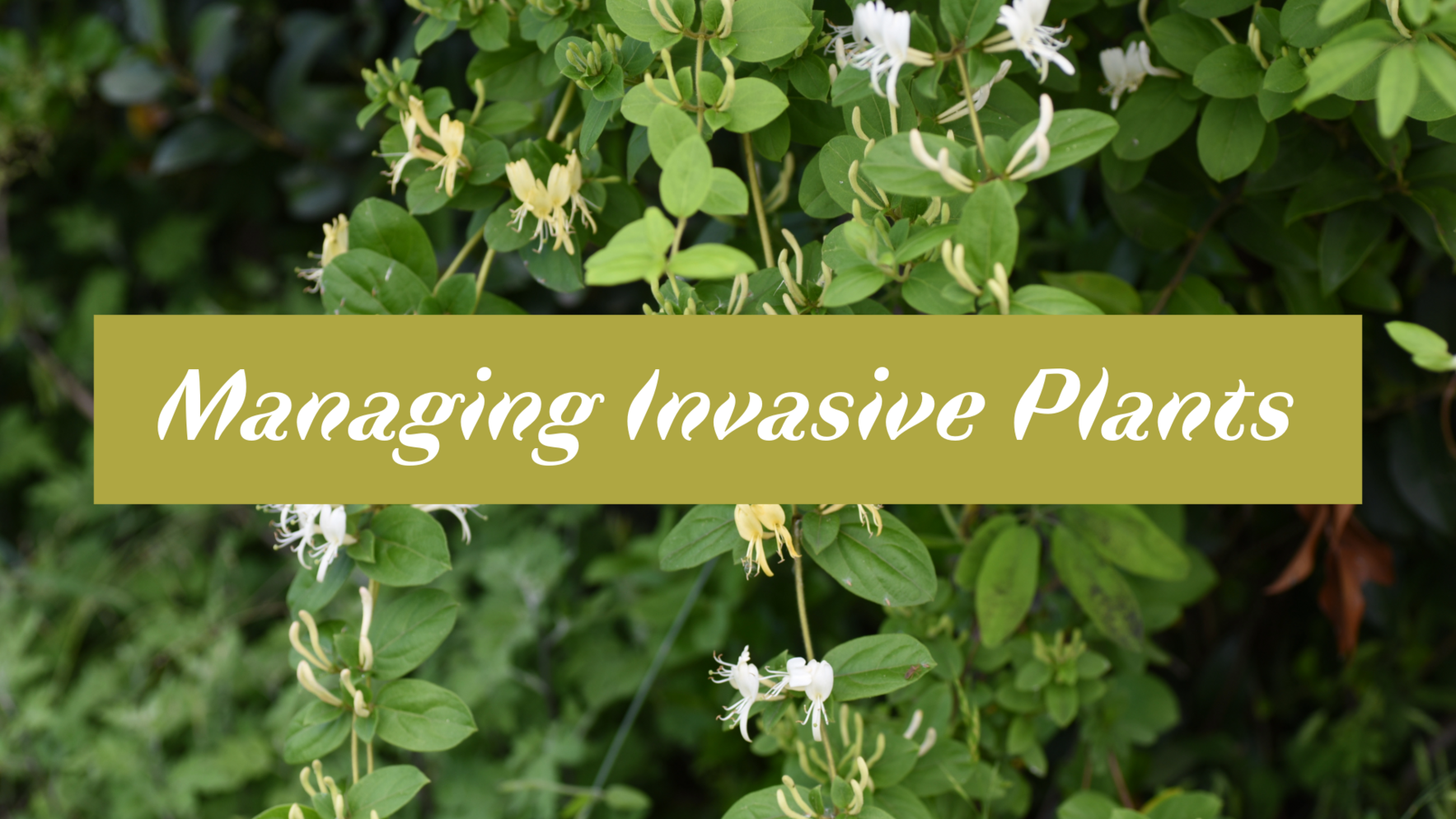 Managing Invasive Plants image