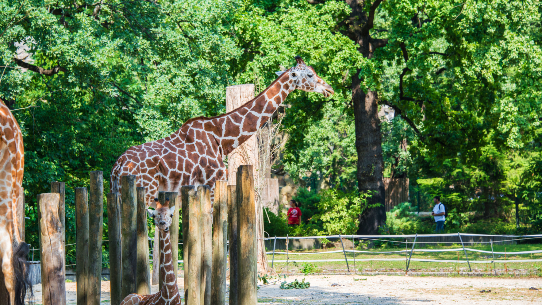 A Day at the Zoo with the NAMI CT Young Adult Connection Community image