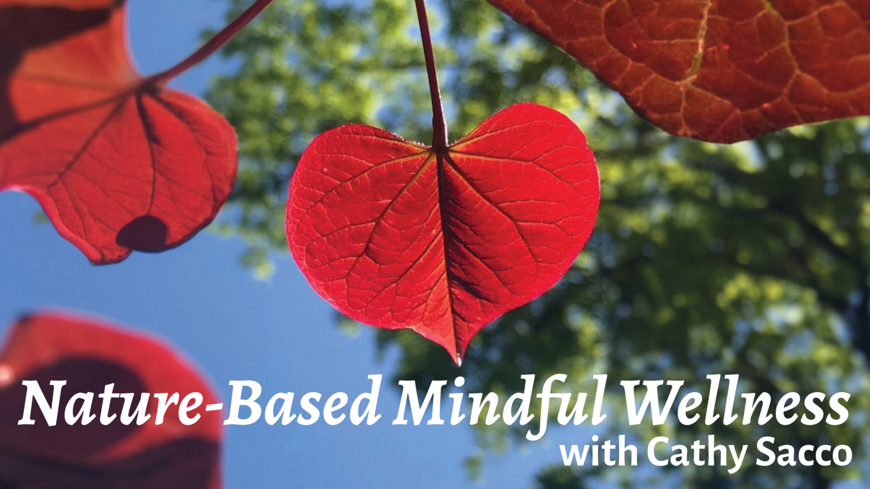 Nature-Based Mindful Wellness image