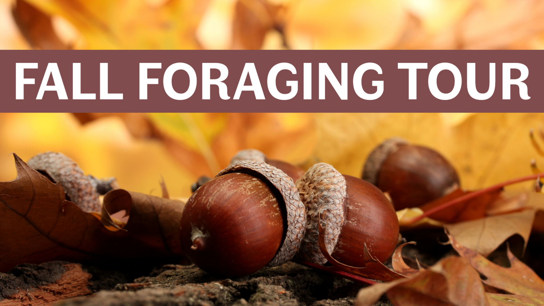 Fall Foraging Tour image